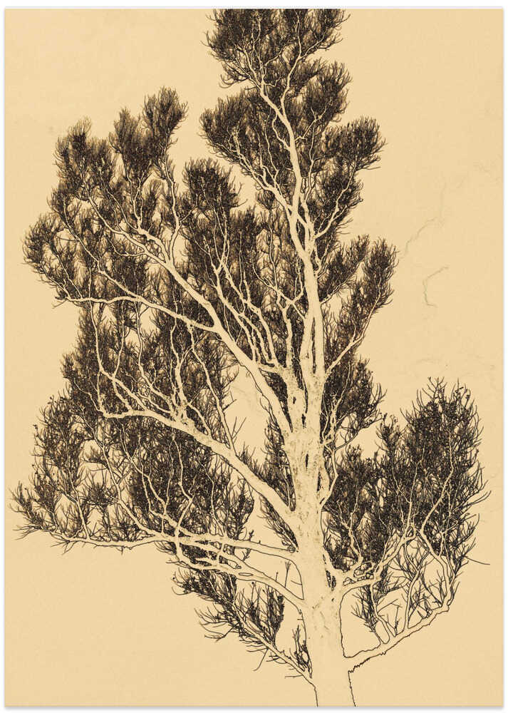 Branching Silhouette