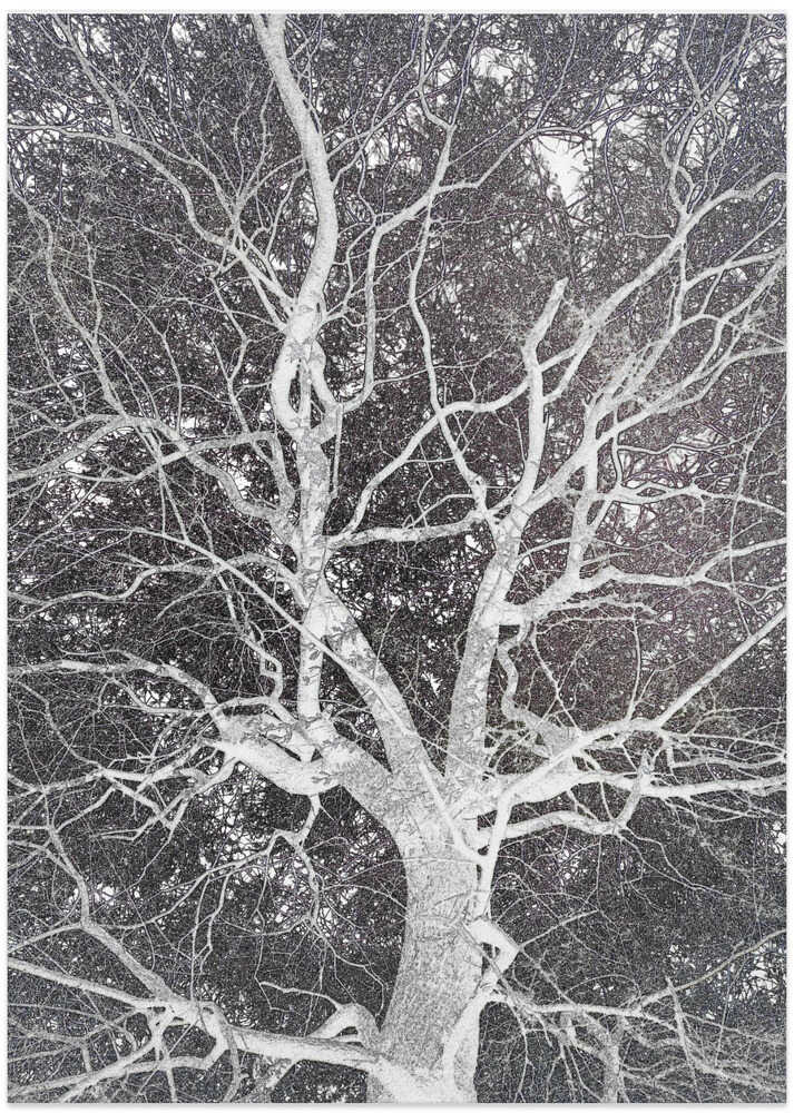 Winter's Veins