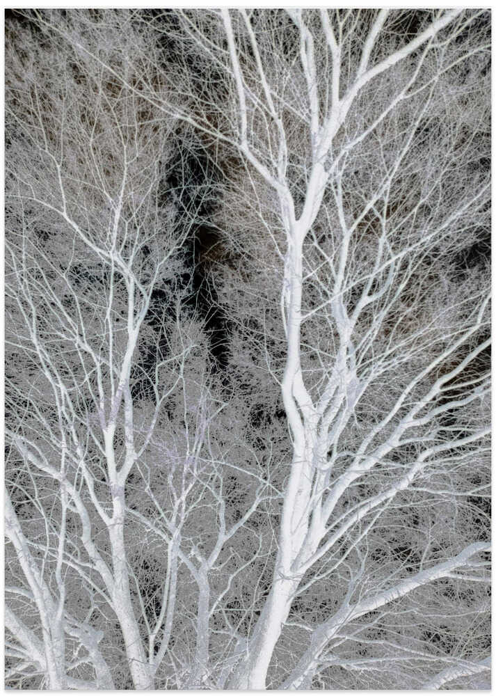 Ghostly Branches