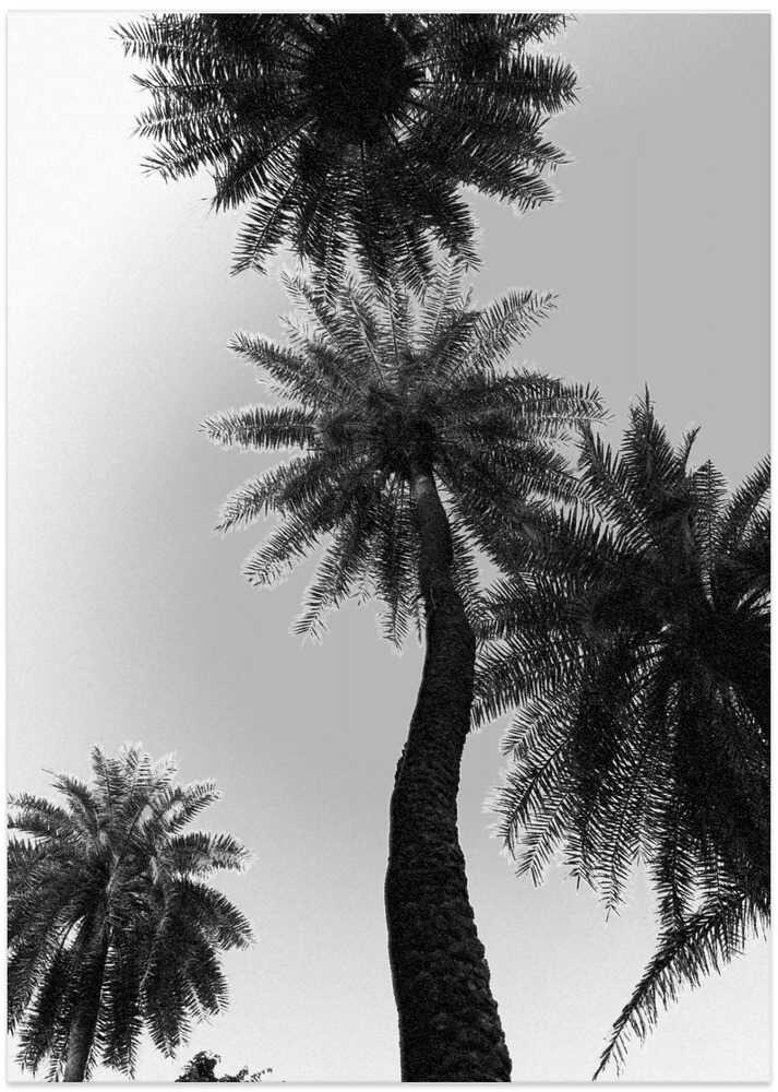 Palm Silhouette Sky
