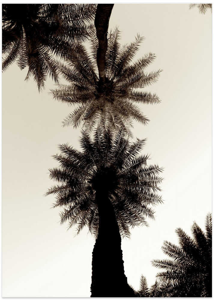 Palm Silhouettes