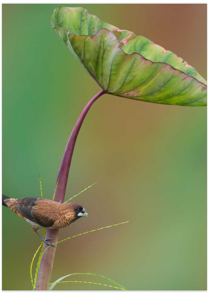 White-rumped Munia