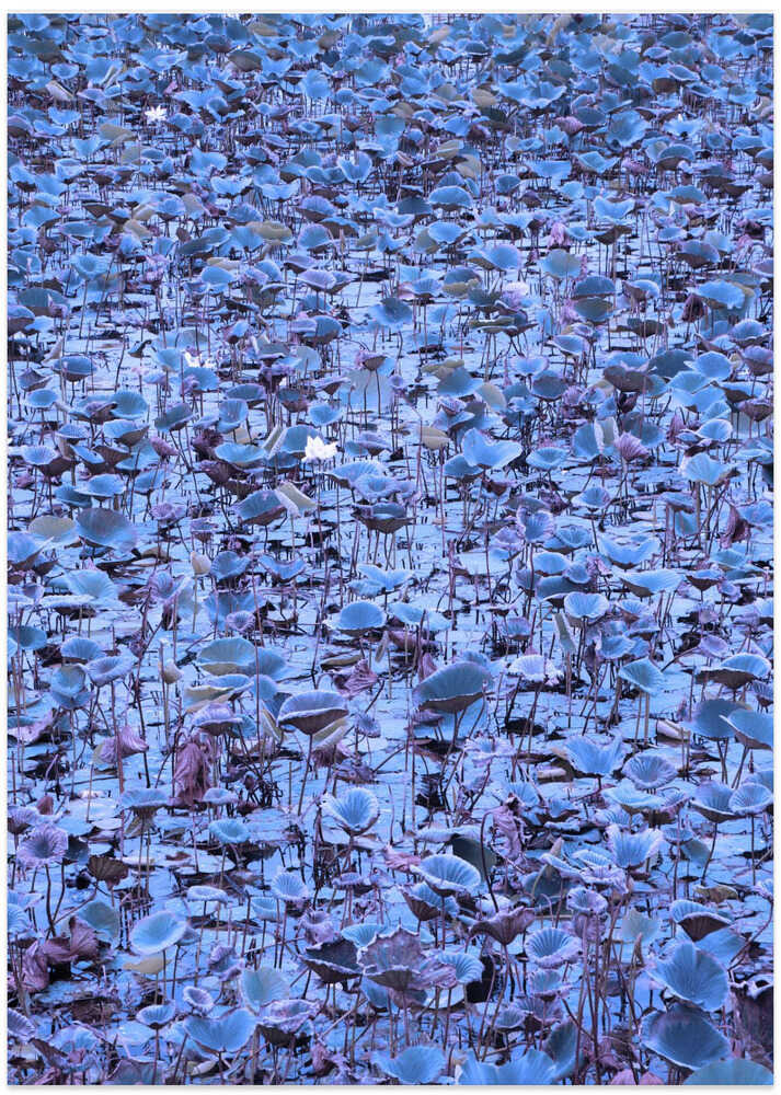 Blue Lotus Dreamscape