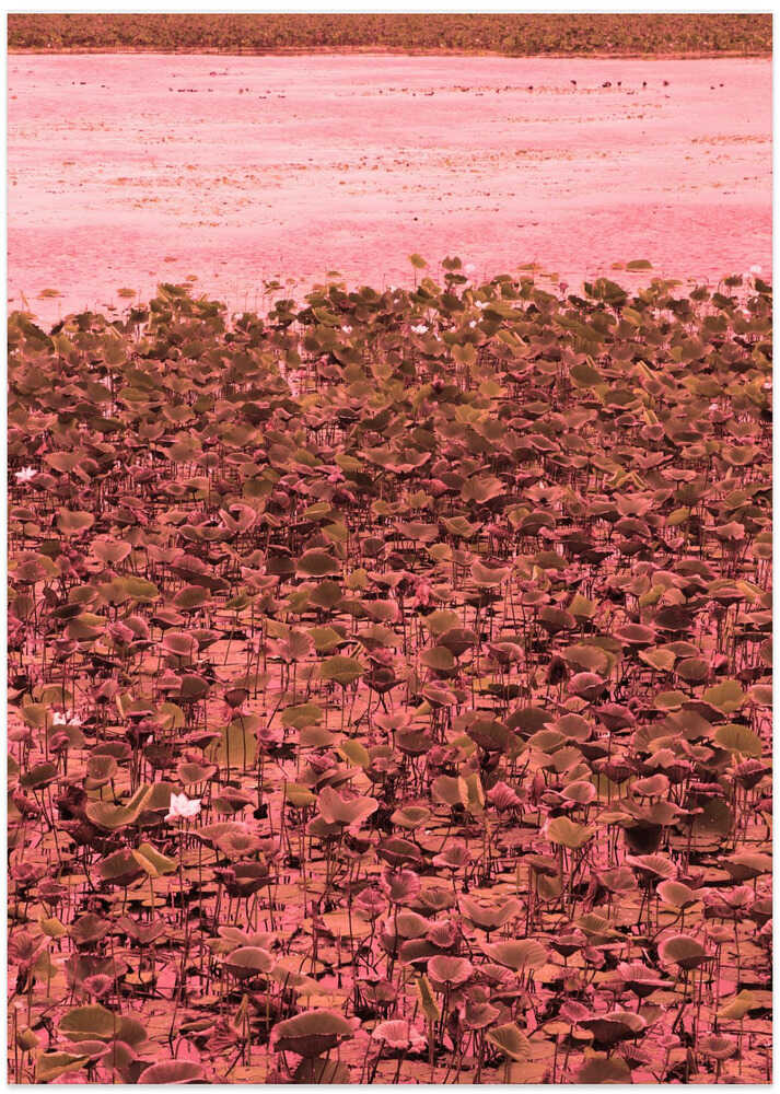 Pink Serenity Fields