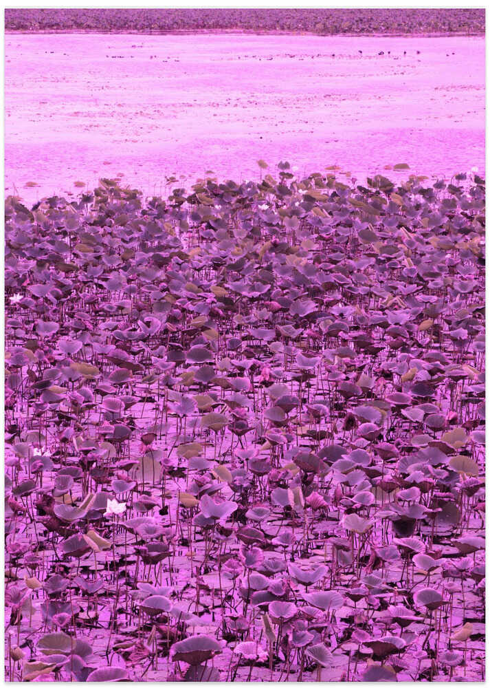 Pink Lotus Field