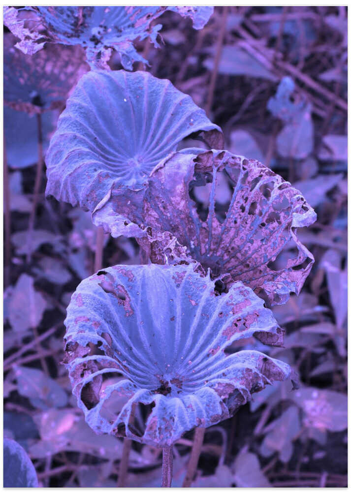 Purple Leaves Dance