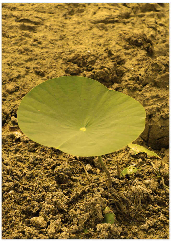 Solitary Lotus Leaf