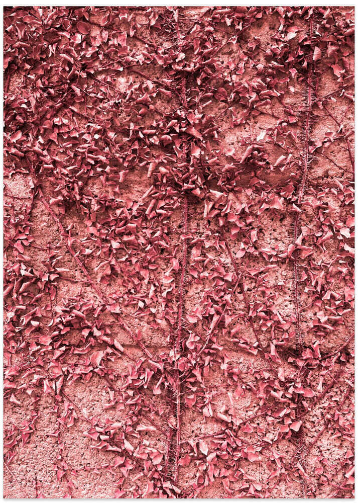 Crimson Climbing Veil