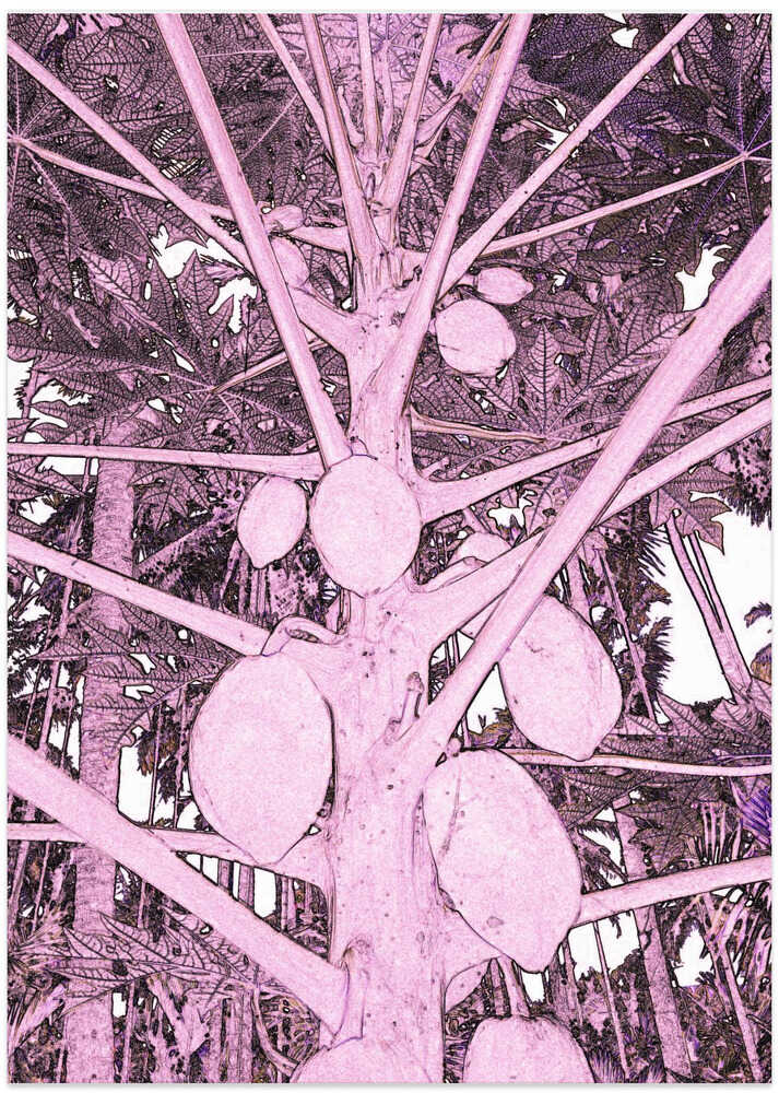 Pink Papaya Tree