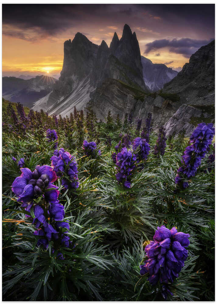 Seceda and its Flora