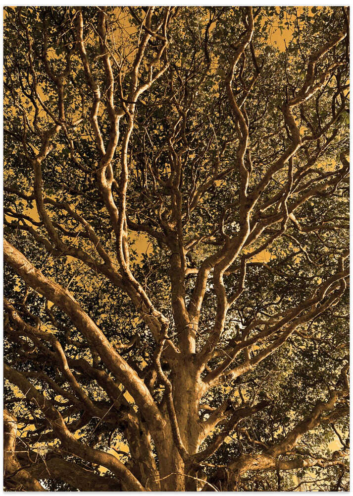 Golden Tree Canopy