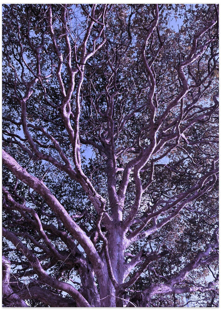 Purple Branches