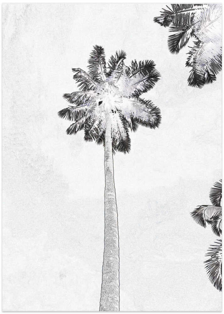 Tropical Silhouettes