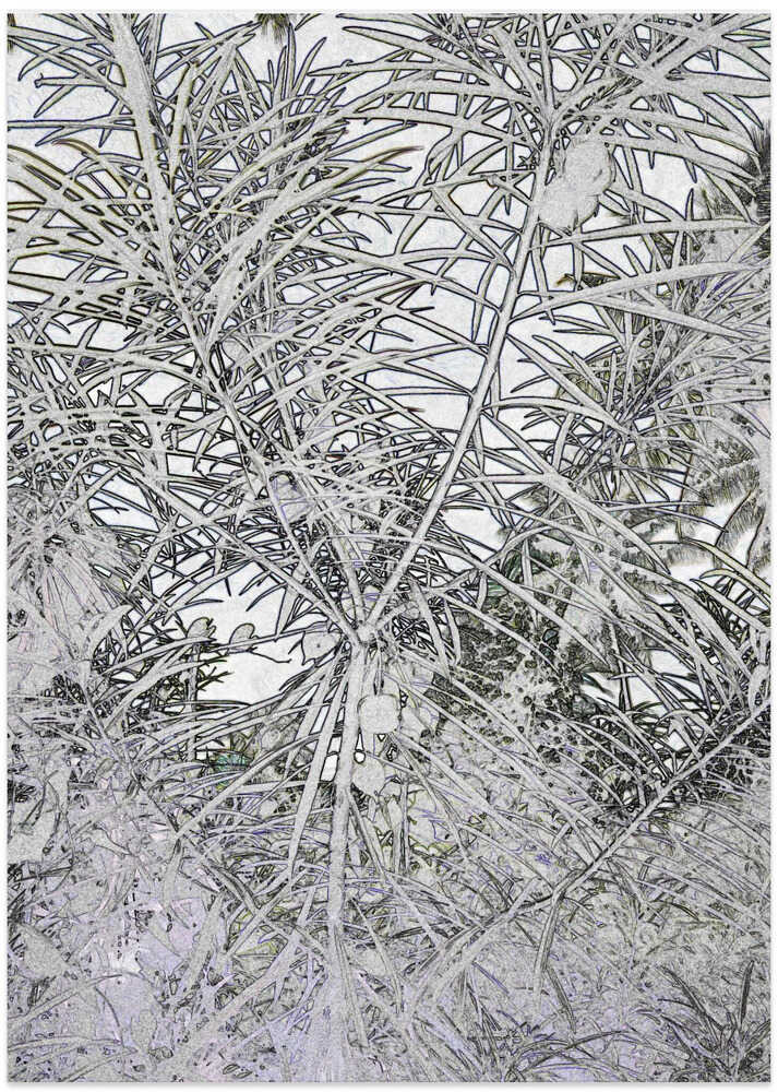 Tropical Silhouettes