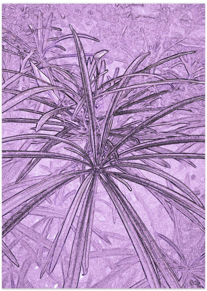 Purple Fronds