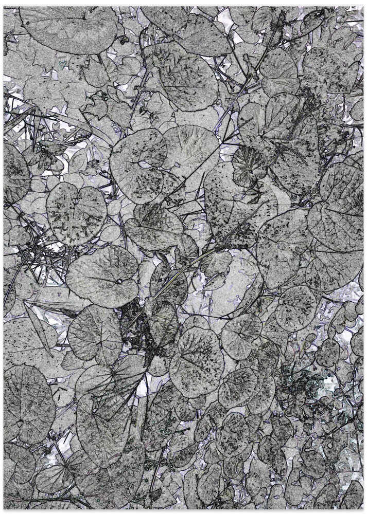 Monochrome Leaves