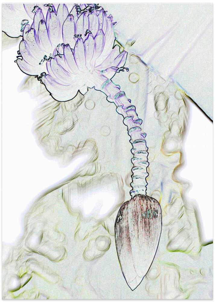 Dreamy Banana Sketch