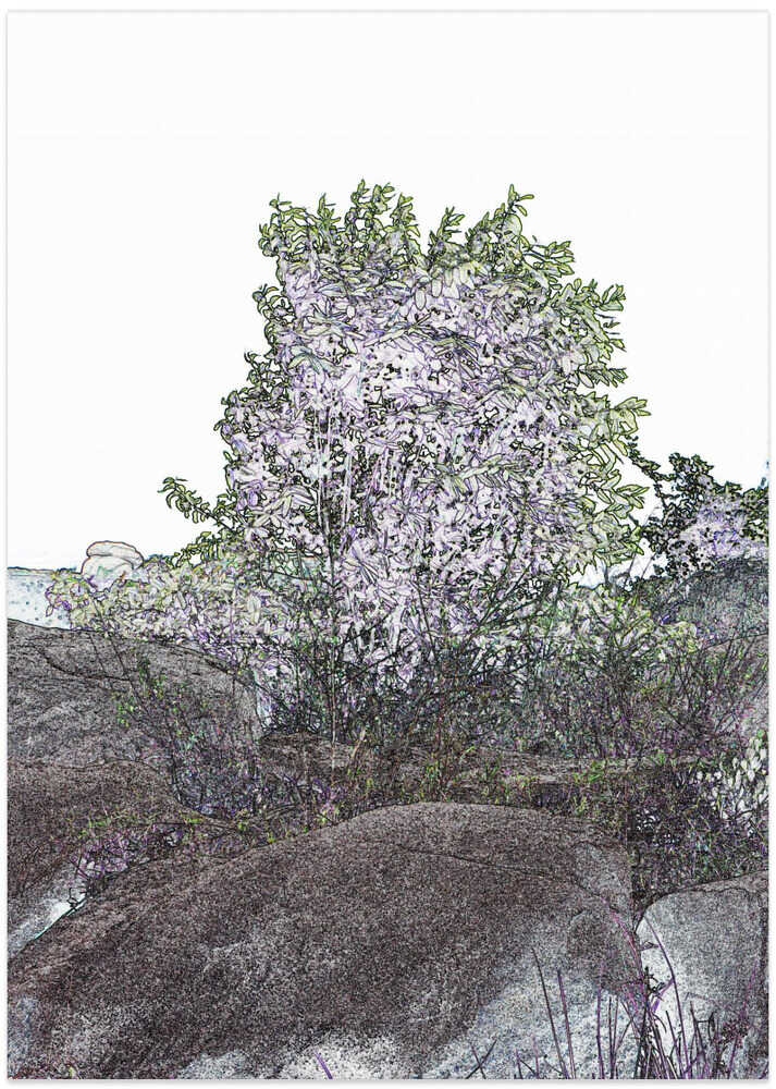 Blossom Amidst Stone