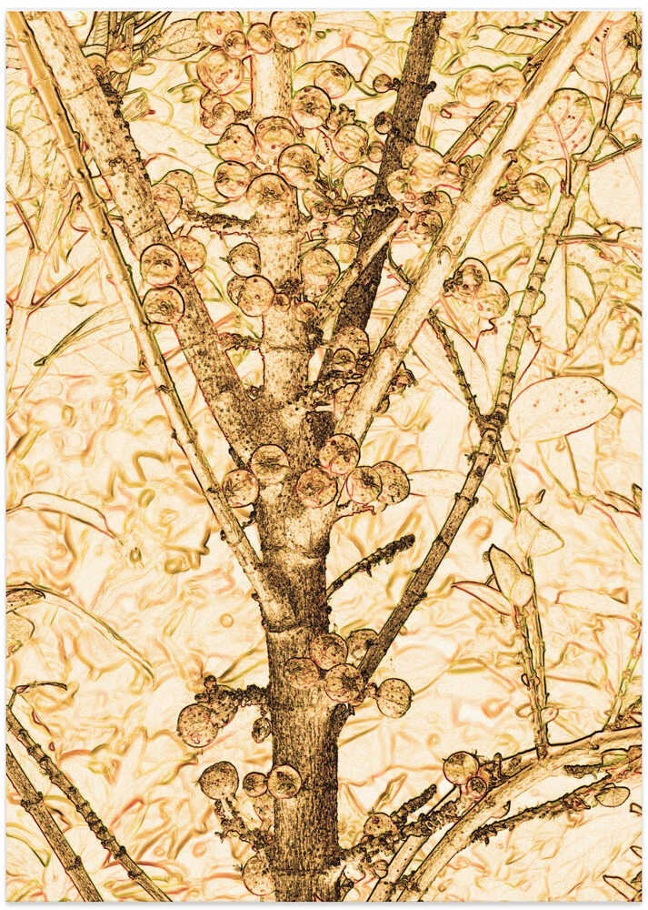 Golden Berries Bloom