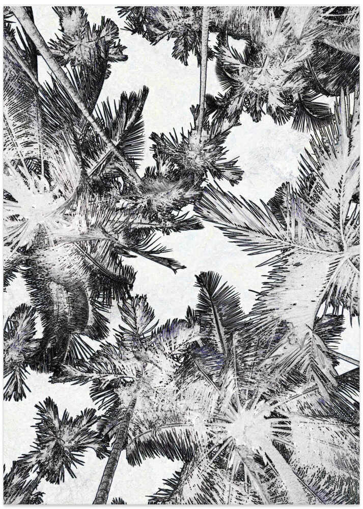 Palms in Monochrome