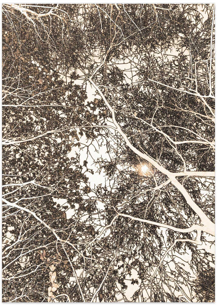 Sunlight Through Branches