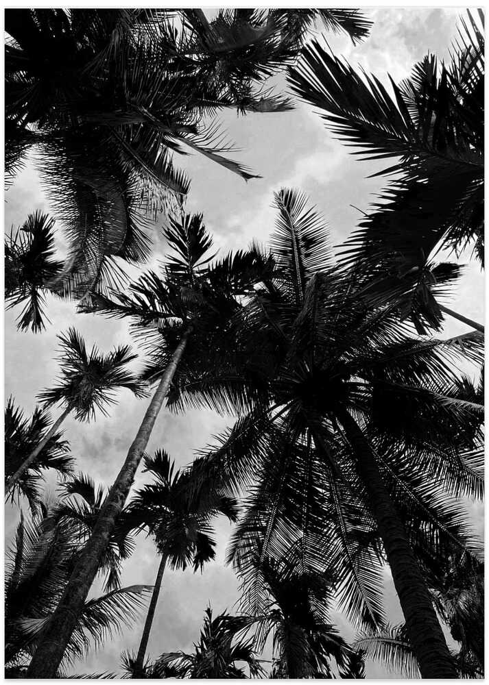 Tropical Silhouettes