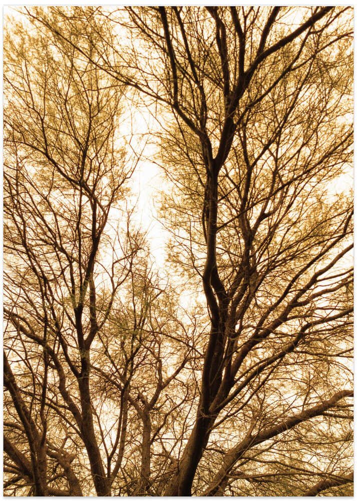 Golden Branches