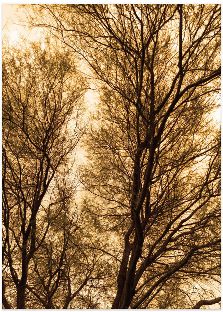 Golden Canopy