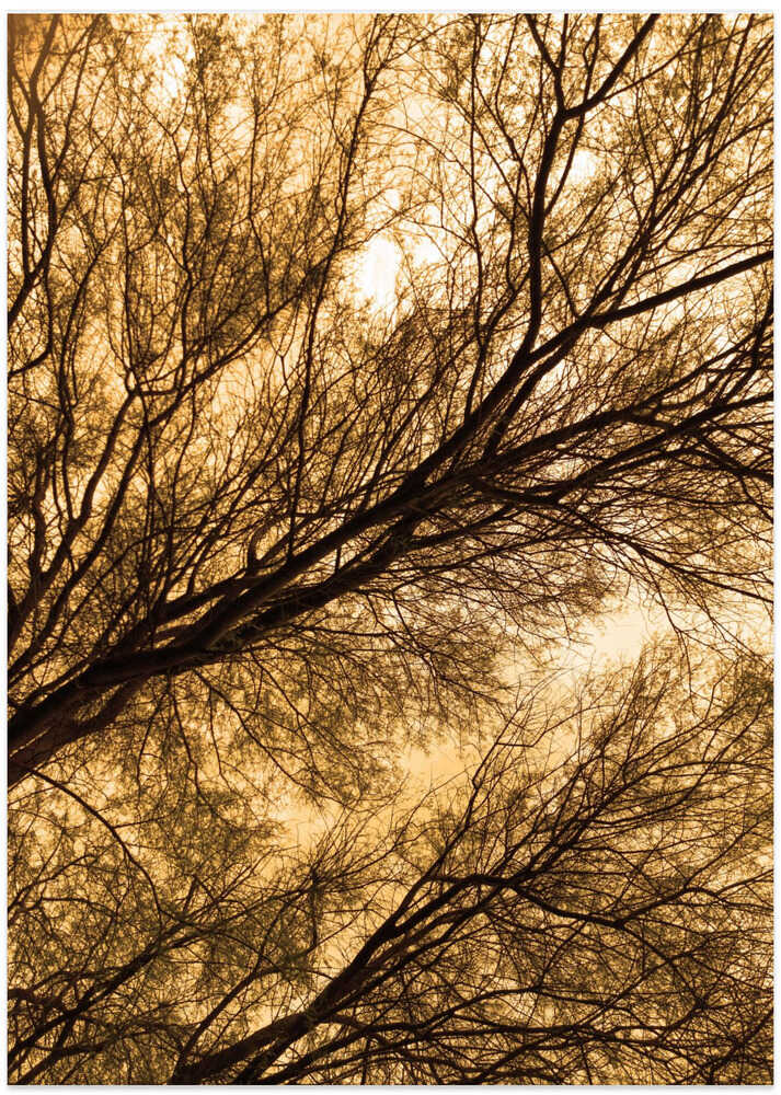 Golden Canopy