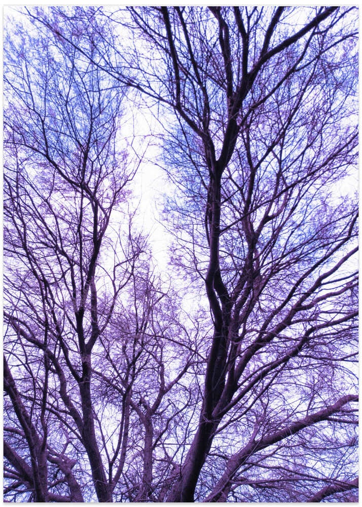 Dreamy Tree Canopy
