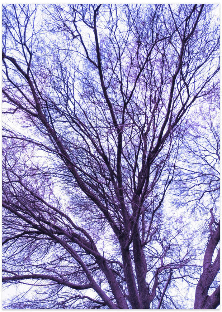 Violet Branches