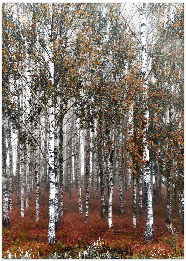 Autumn Birch