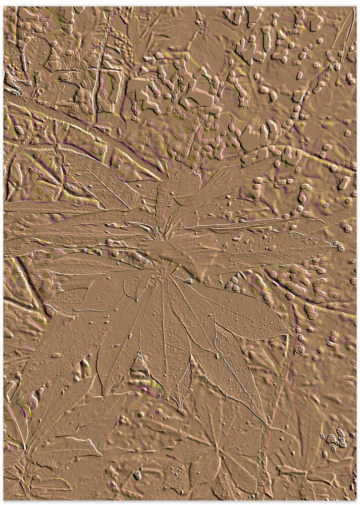 Clayleaf Impressions