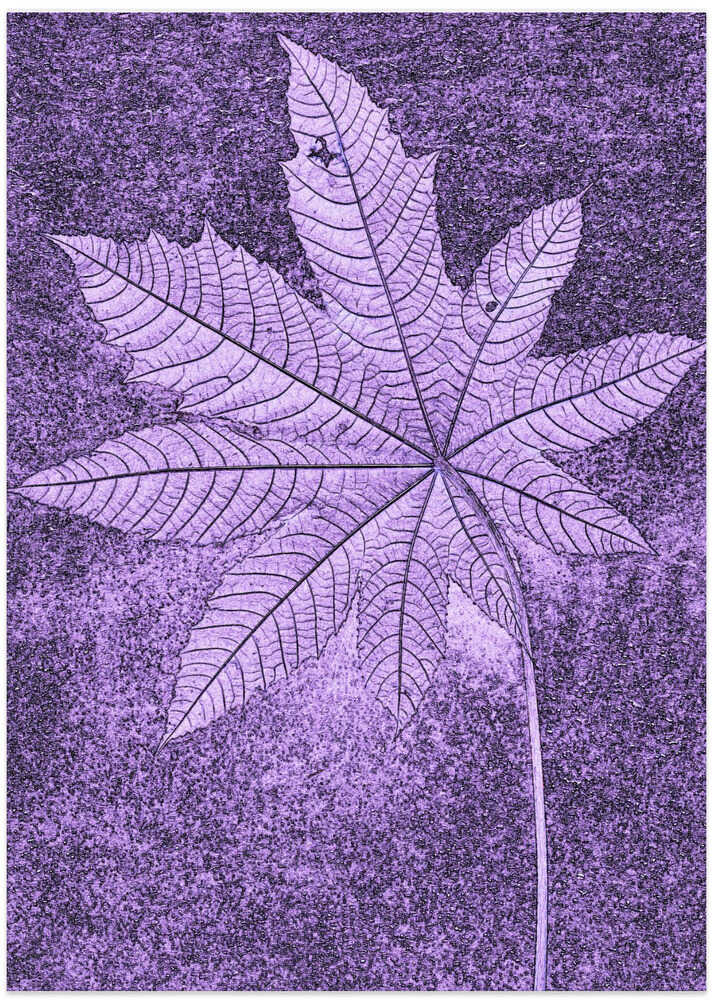 Violet Leaf Imprint