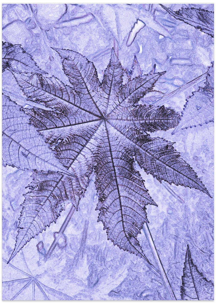 Frosted Leaf Veins
