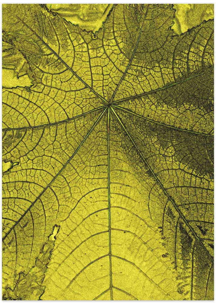 Golden Leaf Veins
