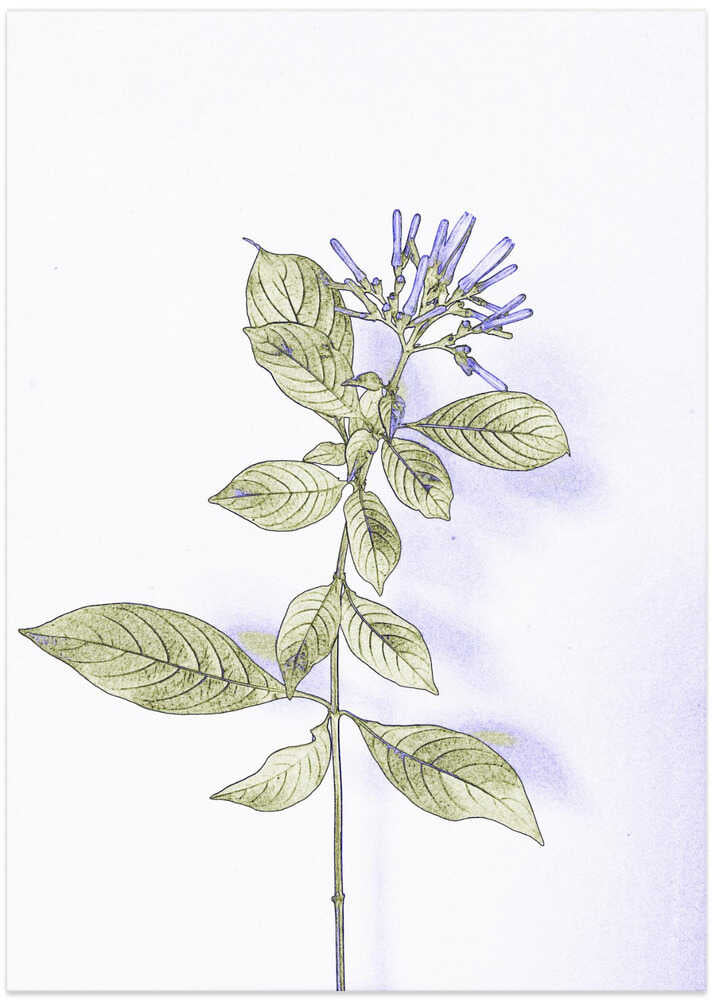 Delicate Flora Blues