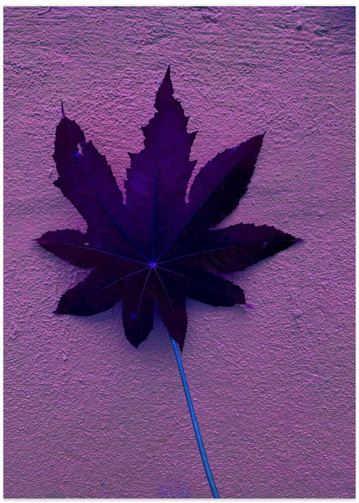 Purple Leaf Dream