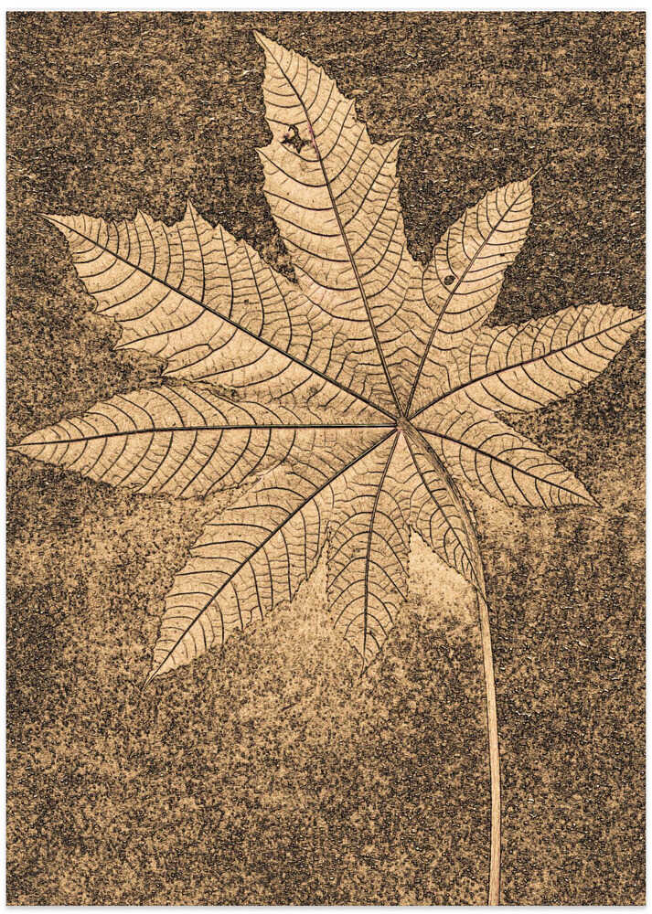 Textured Leaf Imprint