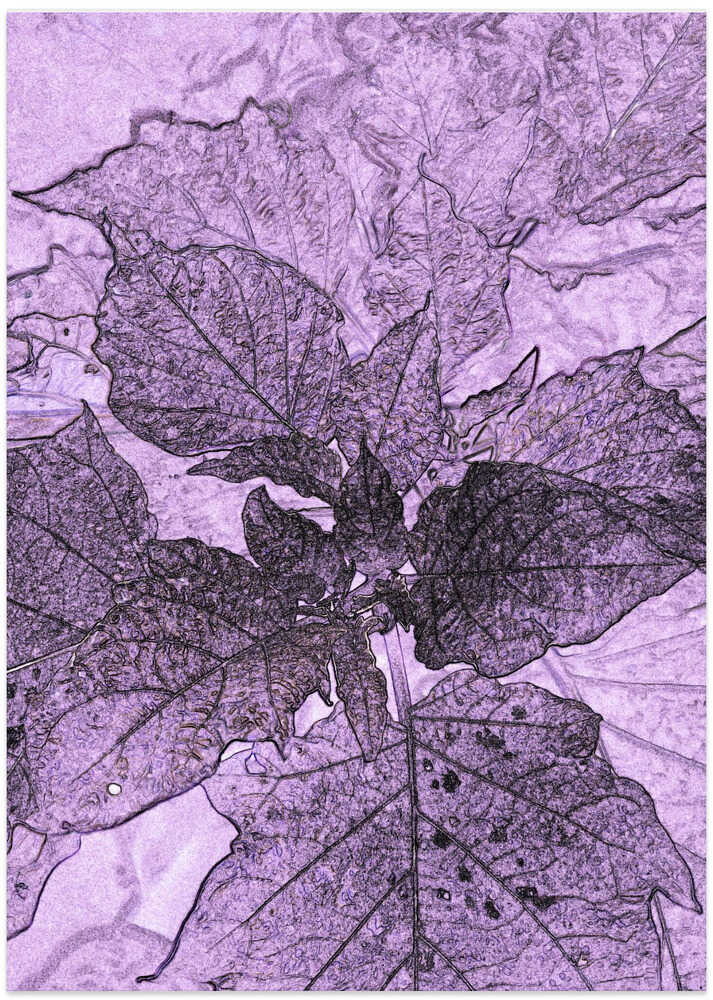 Purple Leaf Dream