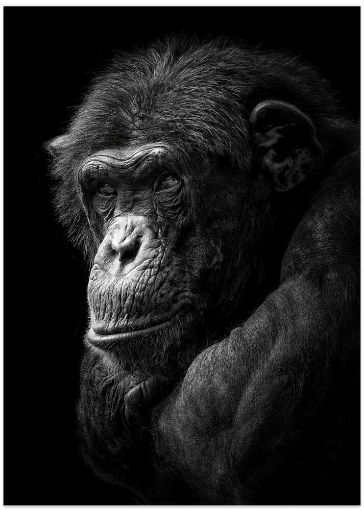 Chimpanzee