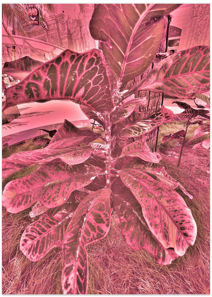 Vibrant Foliage Dream