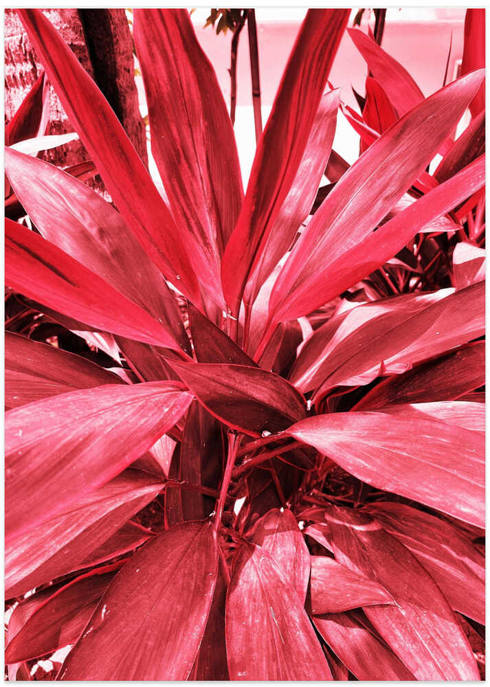 Crimson Foliage Burst