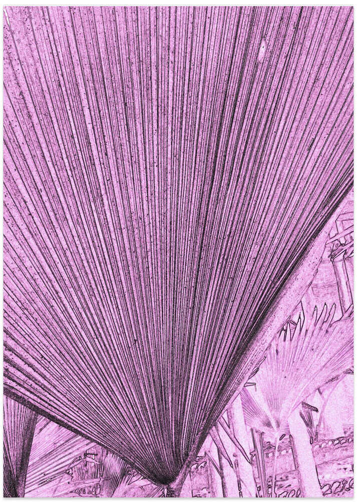 Pink Fan Textures