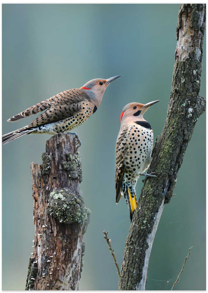 Woodpeckers