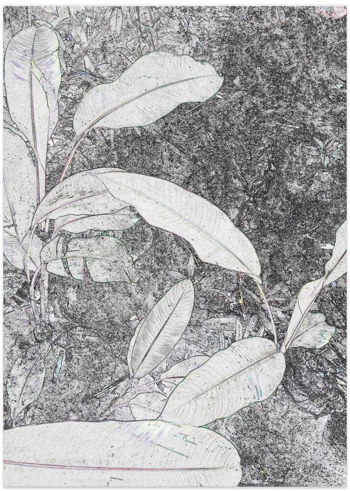 Monochrome Foliage