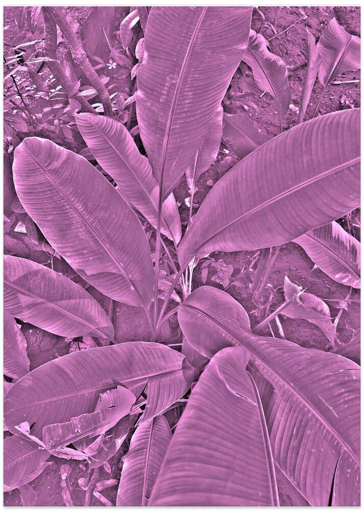 Purple Foliage Whisper