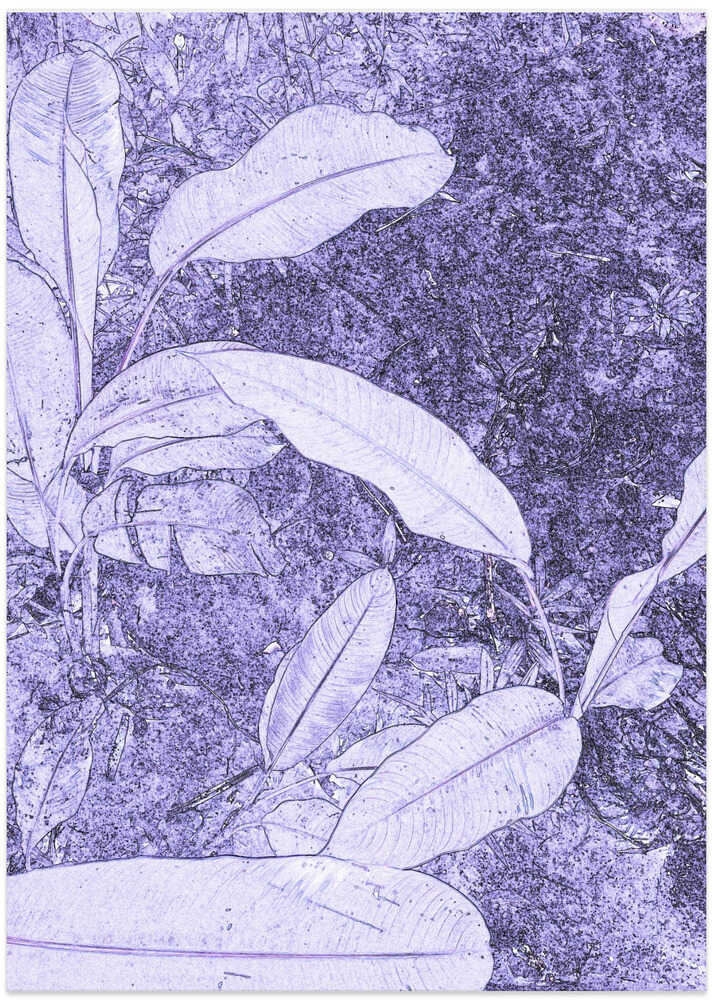 Purple Leaf Whisper