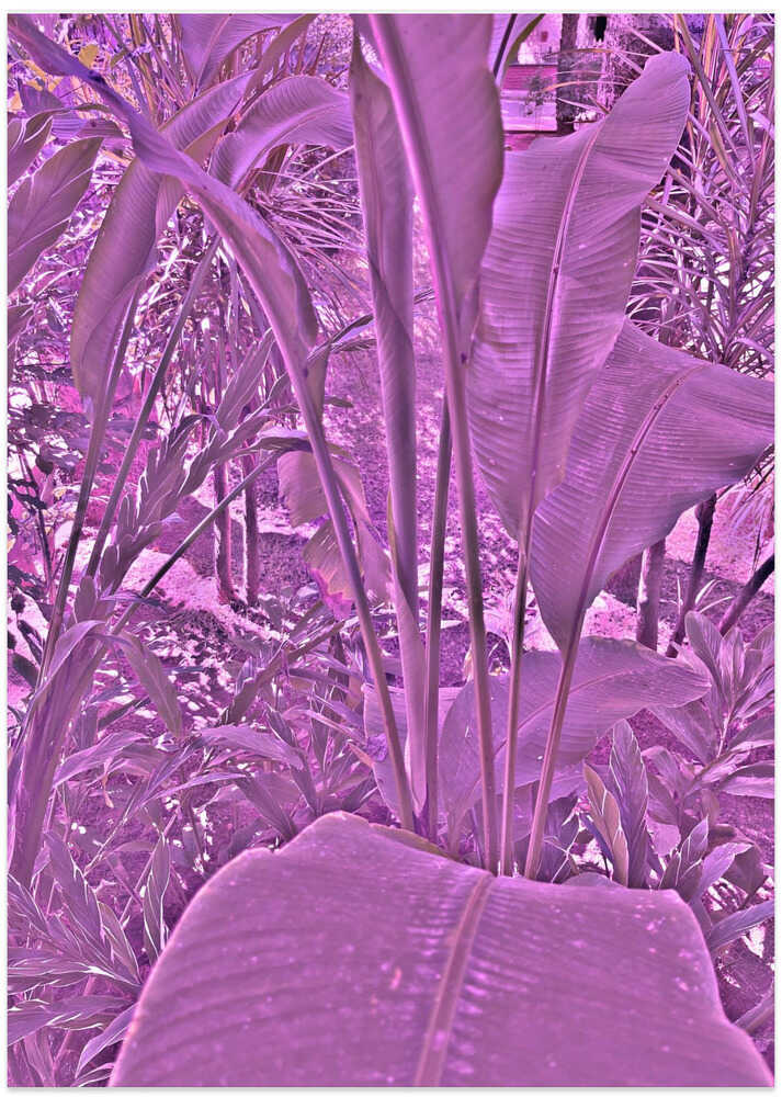 Violet Jungle Scene
