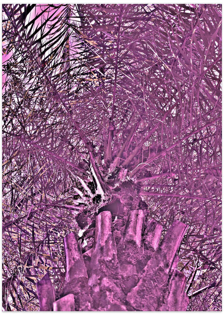 “Magenta Palm Dream”